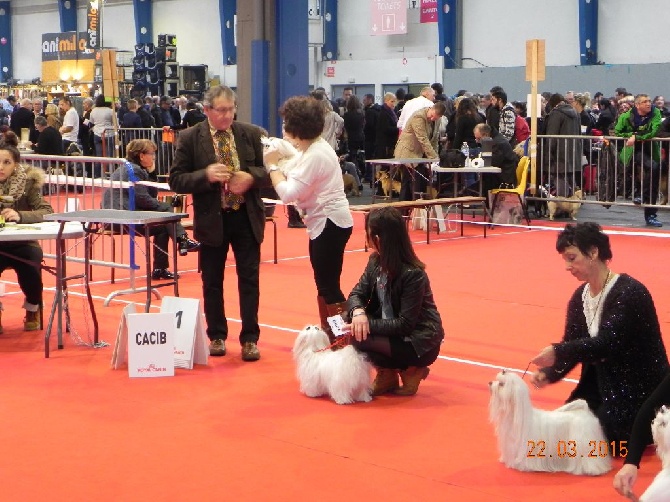 De La Colombe Saint Pierre - 73°Exposition canine Toulouse 22 mars 2015