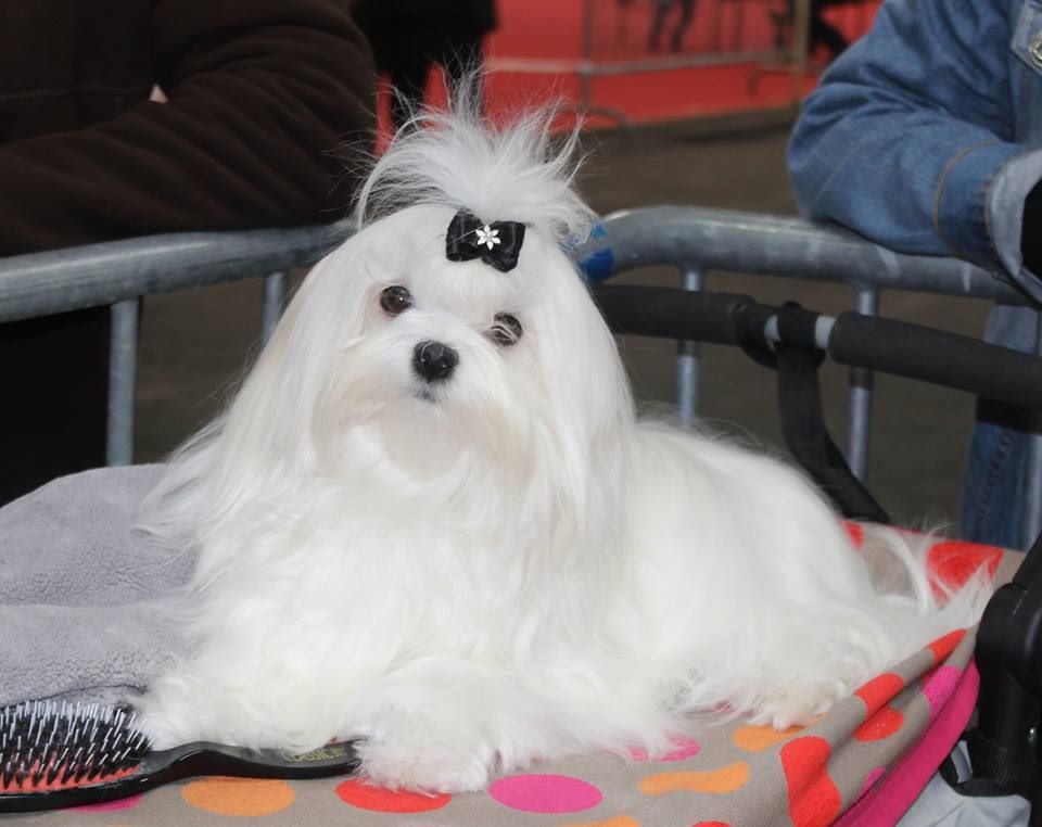 CH. Miss dior de L'Adoree Peneloppe