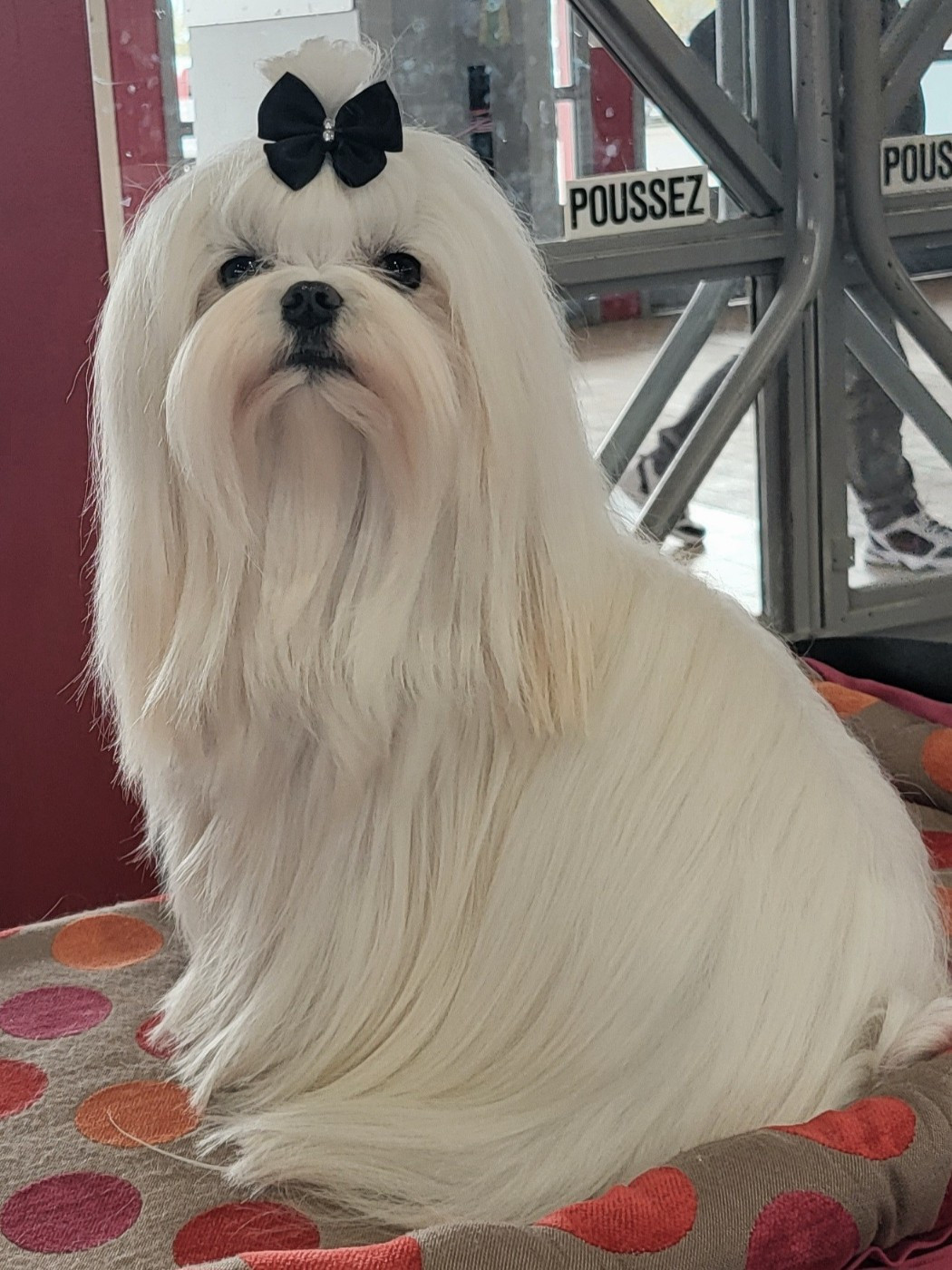 CH. Voulez vous Valentin de L'Adoree Peneloppe