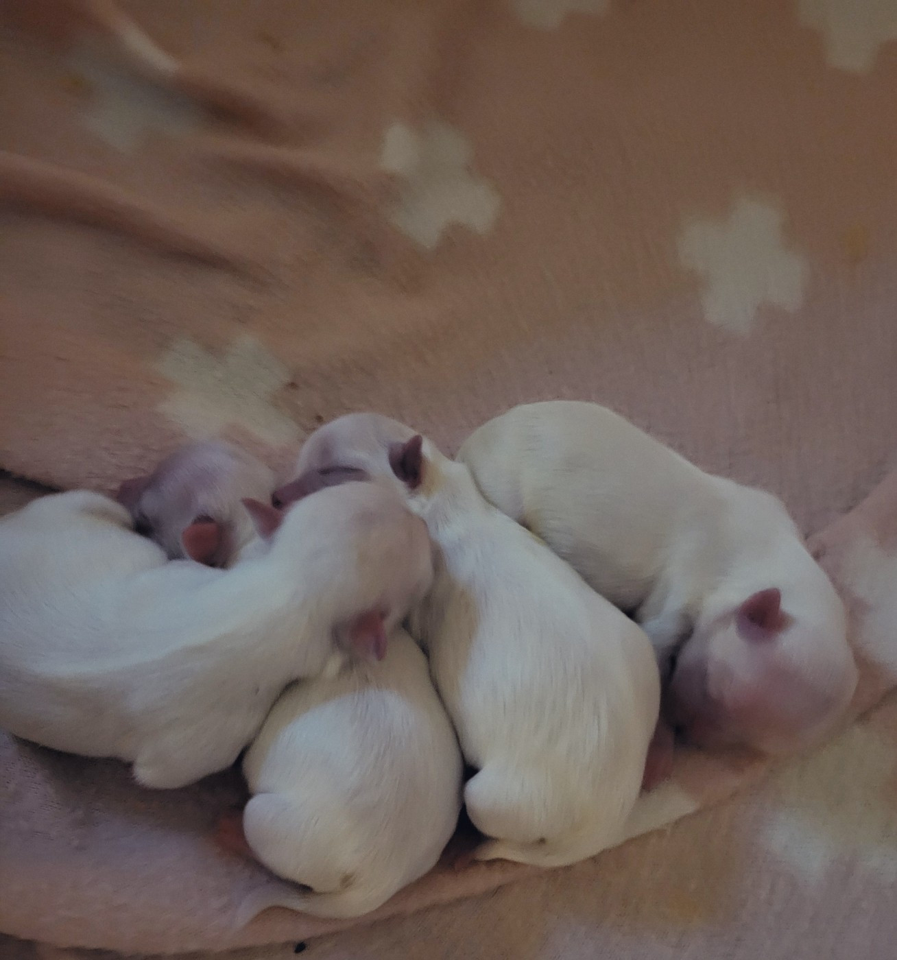 les bébés sont nés 3 males et une femelle
