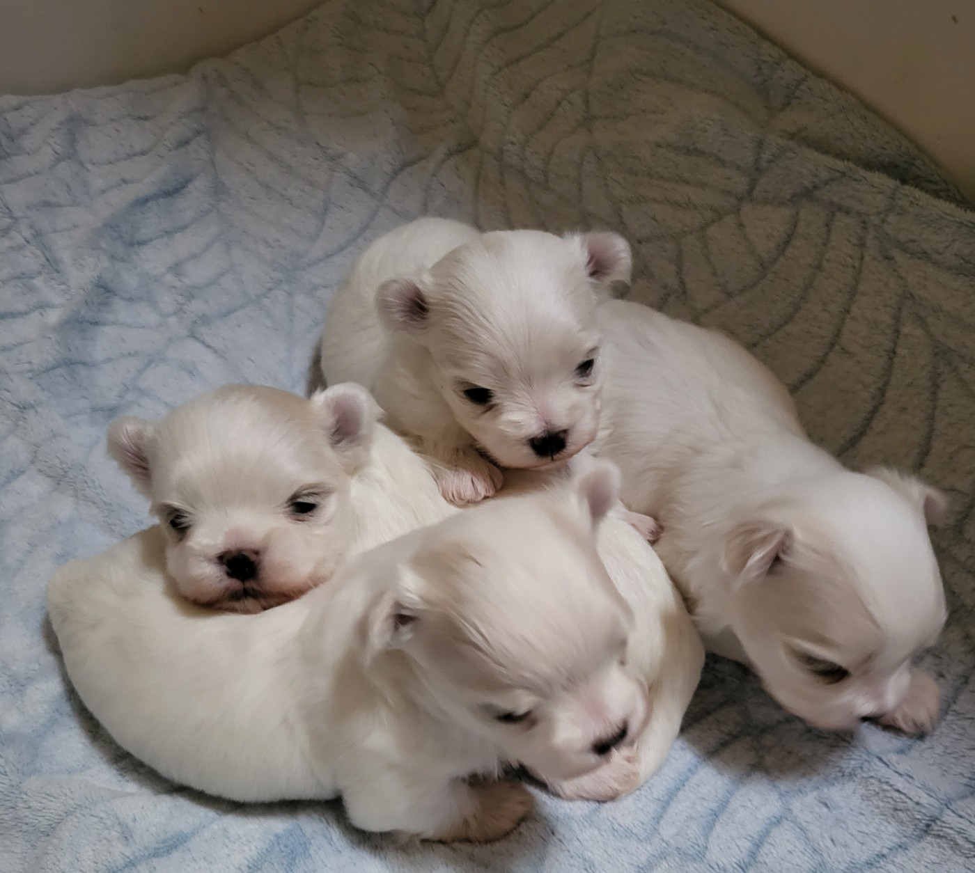 De La Colombe Saint Pierre - Chiots disponibles - Bichon maltais