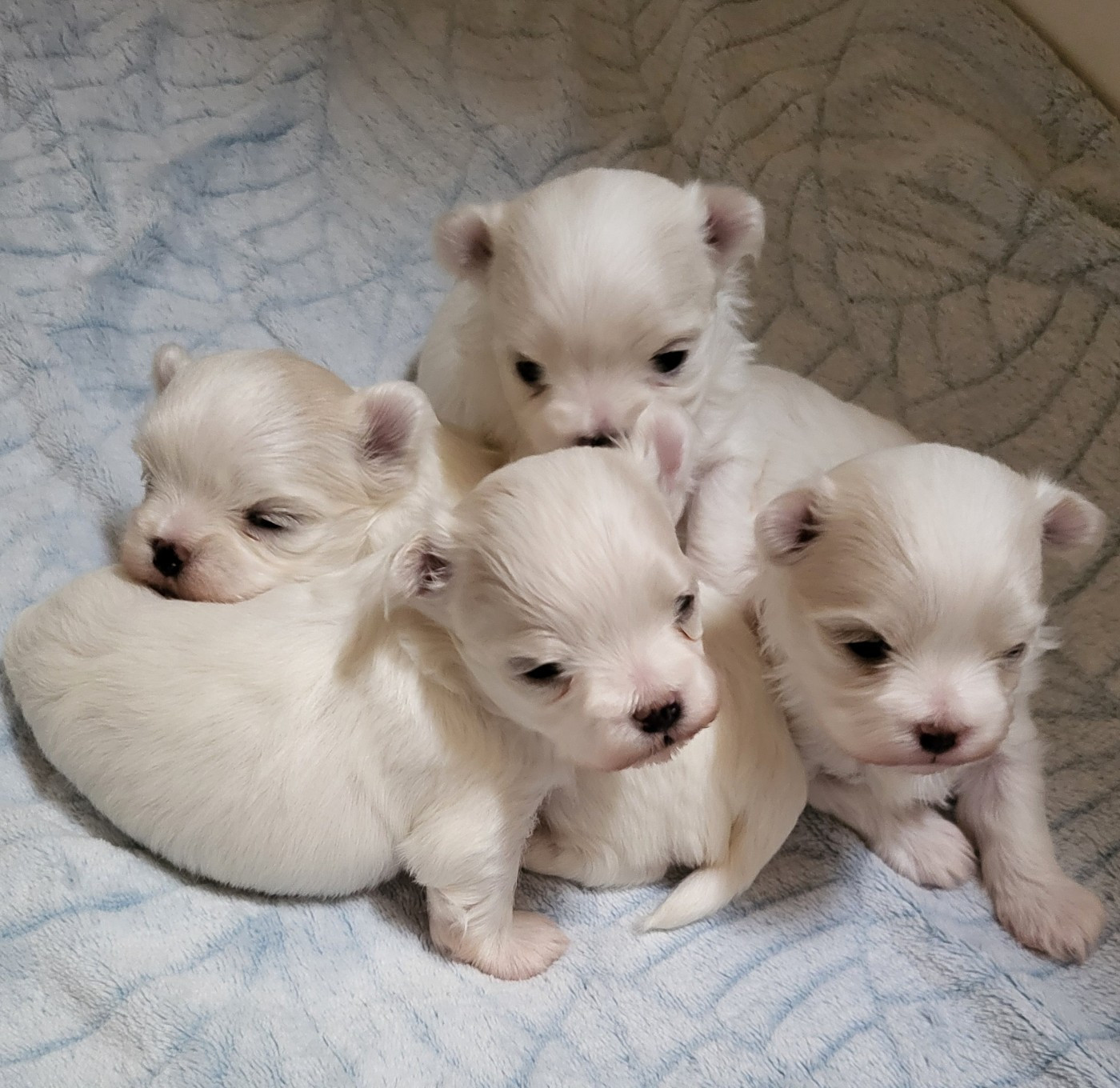De La Colombe Saint Pierre - Chiots disponibles - Bichon maltais
