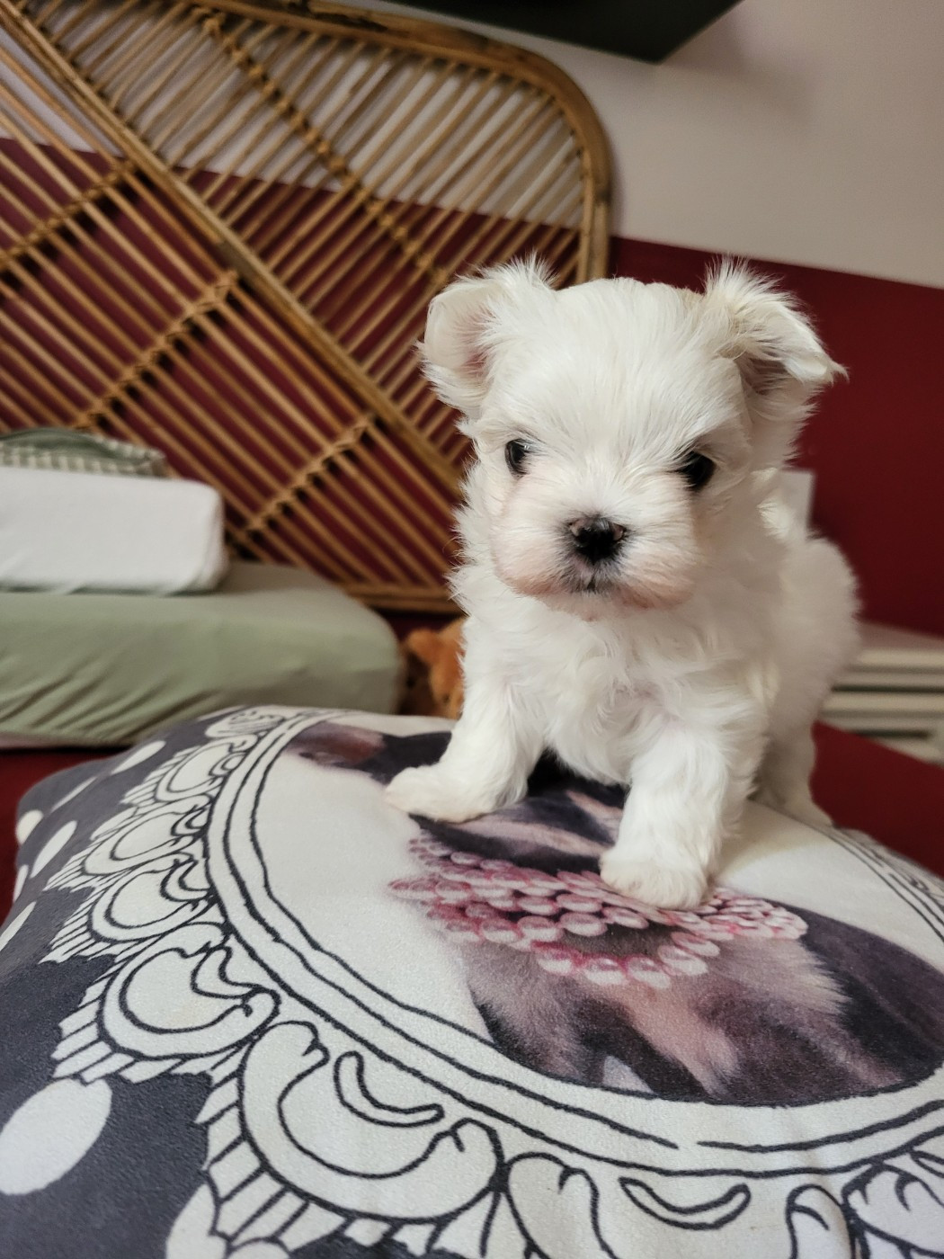 De La Colombe Saint Pierre - Chiots disponibles - Bichon maltais