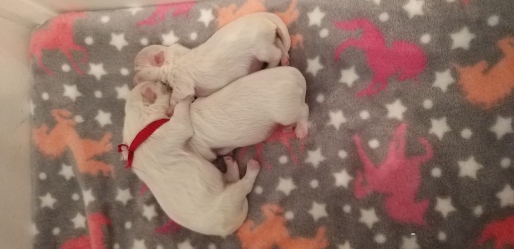 De La Colombe Saint Pierre - Bichon maltais - Portée née le 30/04/2019