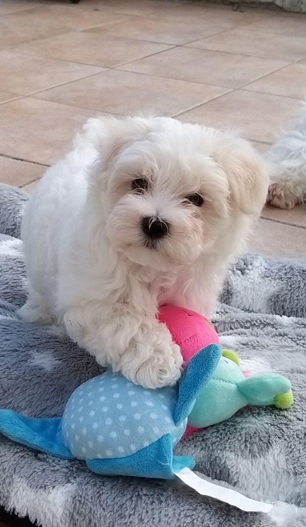 De La Colombe Saint Pierre - Bichon maltais - Portée née le 31/05/2020
