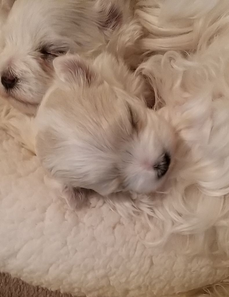 De La Colombe Saint Pierre - Bichon maltais - Portée née le 06/11/2022